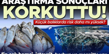 arastirma-sonuclari-korkuttu-yuzde-99ununda-mikroplastik-bulundu-hangi-baliklar-daha-riskli-NIX457lj.jpg